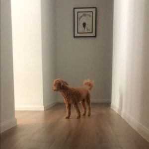 Meet your Posher, Alice